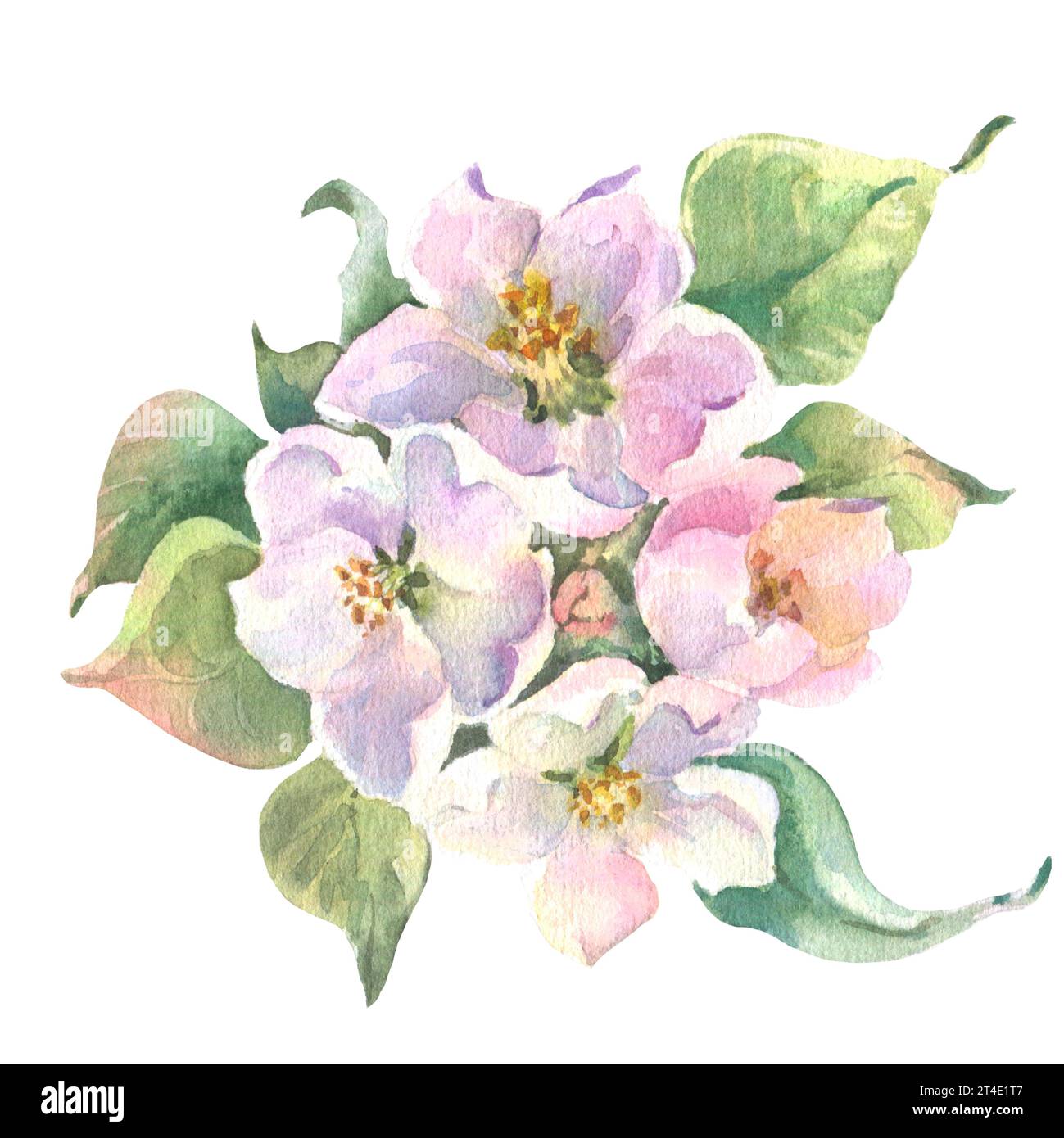 Watercolor apple tree branch and flowers, blooming tree on white ...