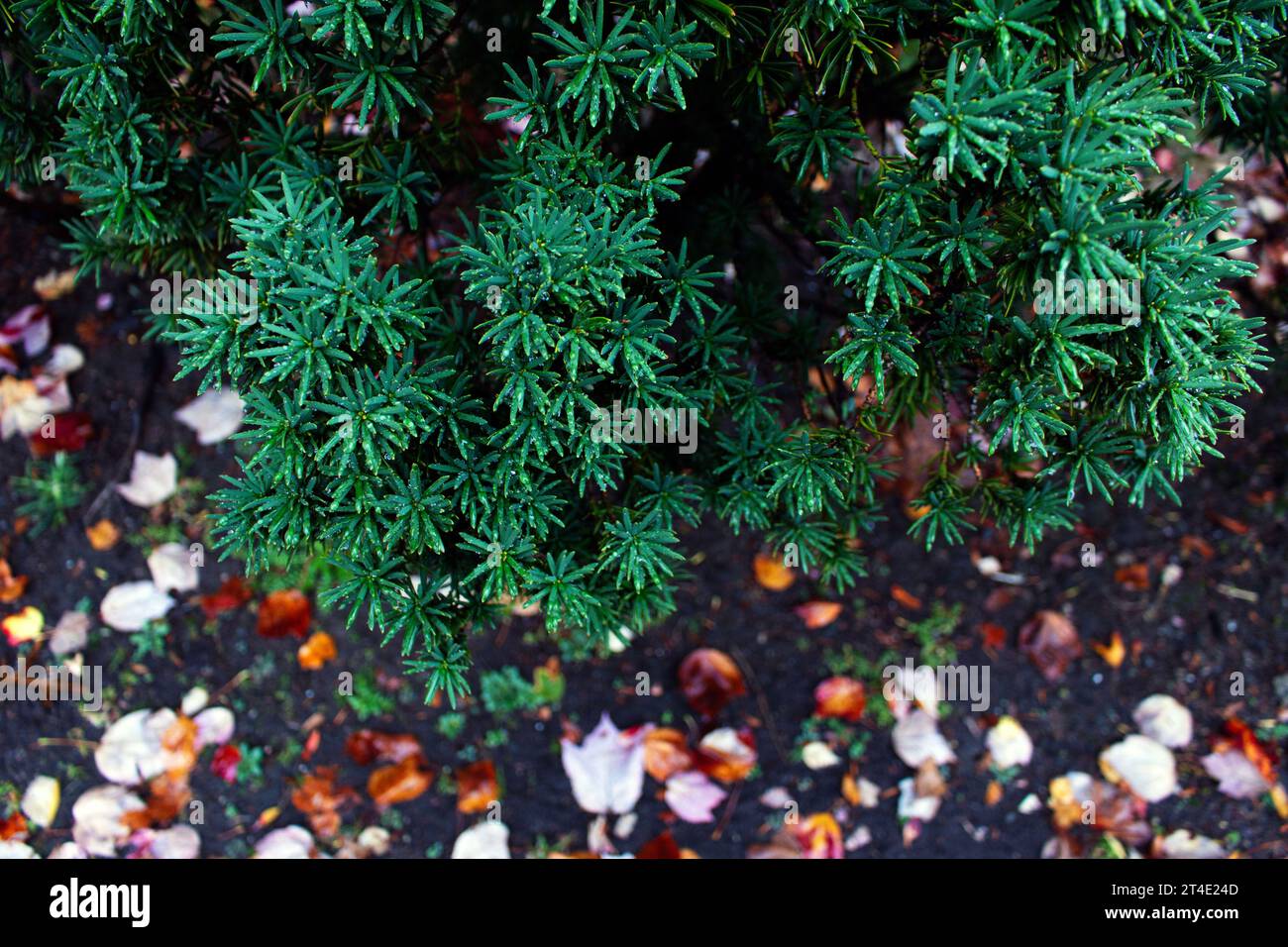 green foliage shrub Stock Photo