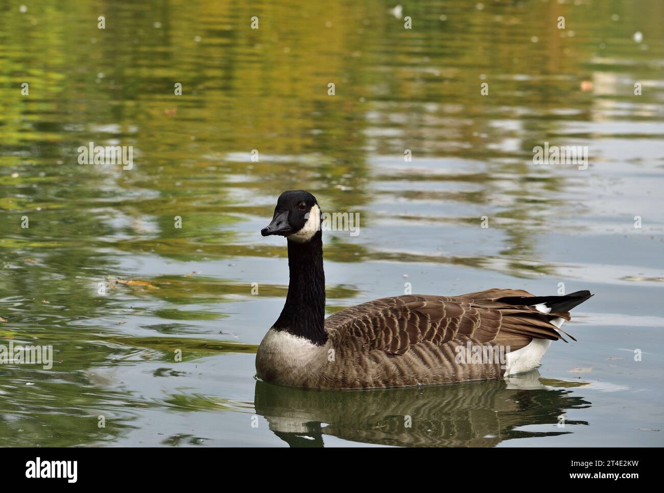 Feather palace hi res stock photography and images Alamy