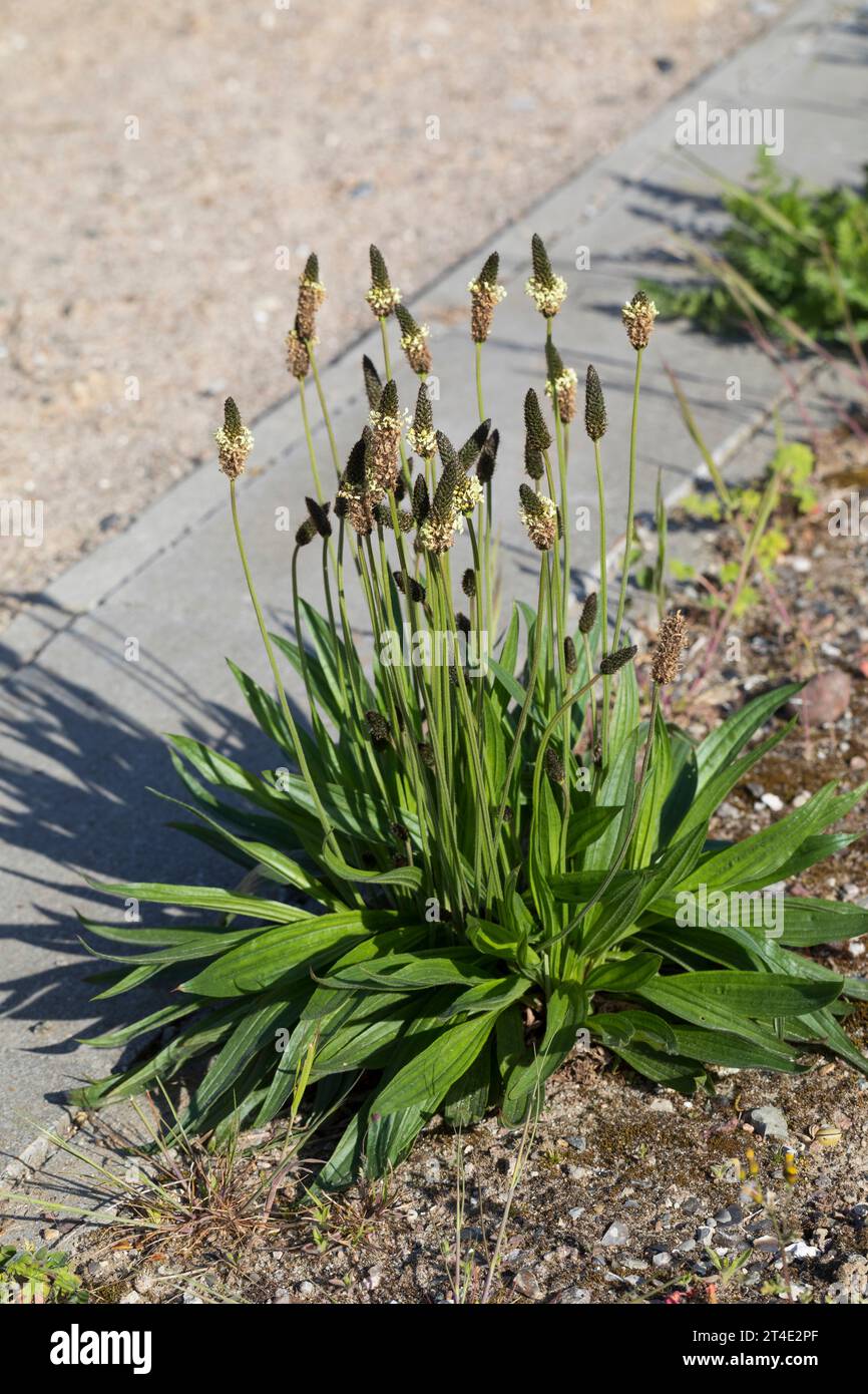 Spitz-Wegerich, Spitzwegerich, Wegerich, Plantago lanceolata, English Plantain, Ribwort, narrowleaf plantain, ribwort plantain, ribleaf, le Plantain l Stock Photo