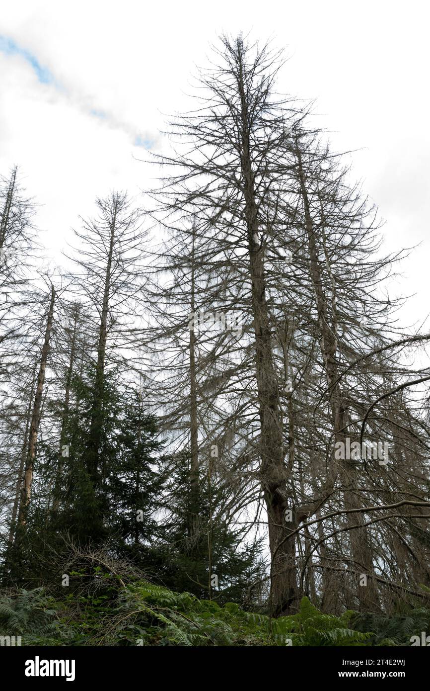 Fichten, Fichte sind und durch Borkenkäfer geschädigt, Fichtenwald, Fichtenwälder