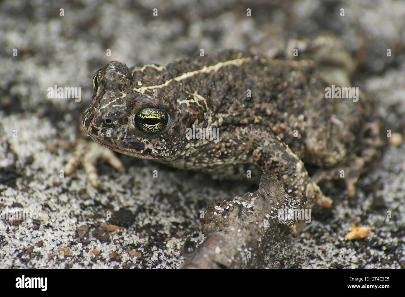 Natural closeup on an adult of the endangered European Natterjack toad, Bufo calamita sitting on the ground Stock Photo