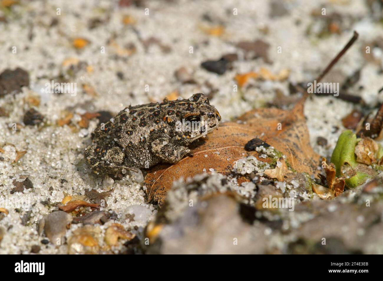 Natural closeup on a small juvenile of the endangered European Natterjack toad, Bufo calamita sitting on the ground Stock Photo