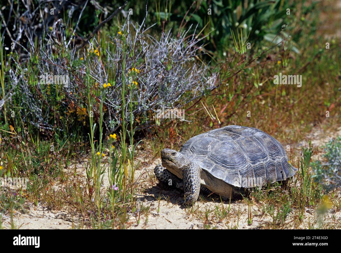 Desert tortoise (Gopherus agassizii), Rainbow Basin Natural Area, Barstow District Bureau of Land Management, California Stock Photo
