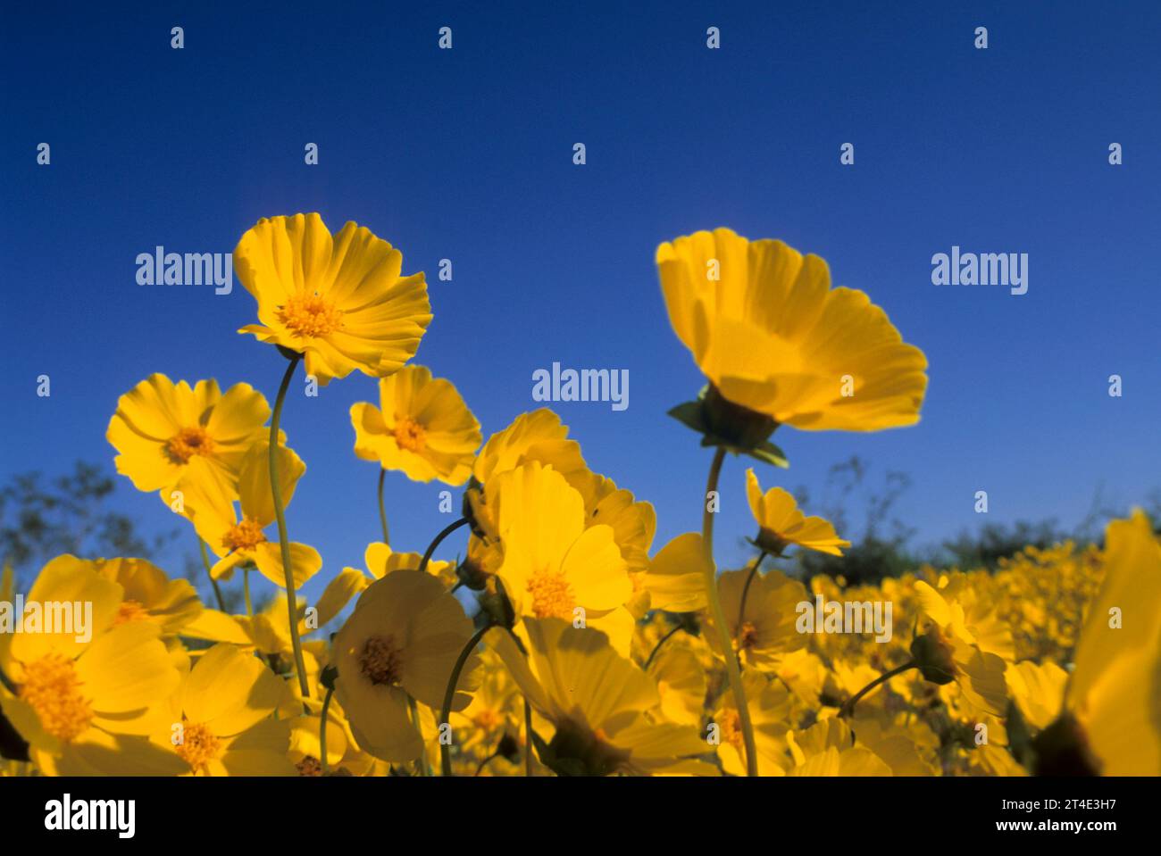 Sunflowers, Desert Tortoise Natural Area, California Stock Photo Alamy