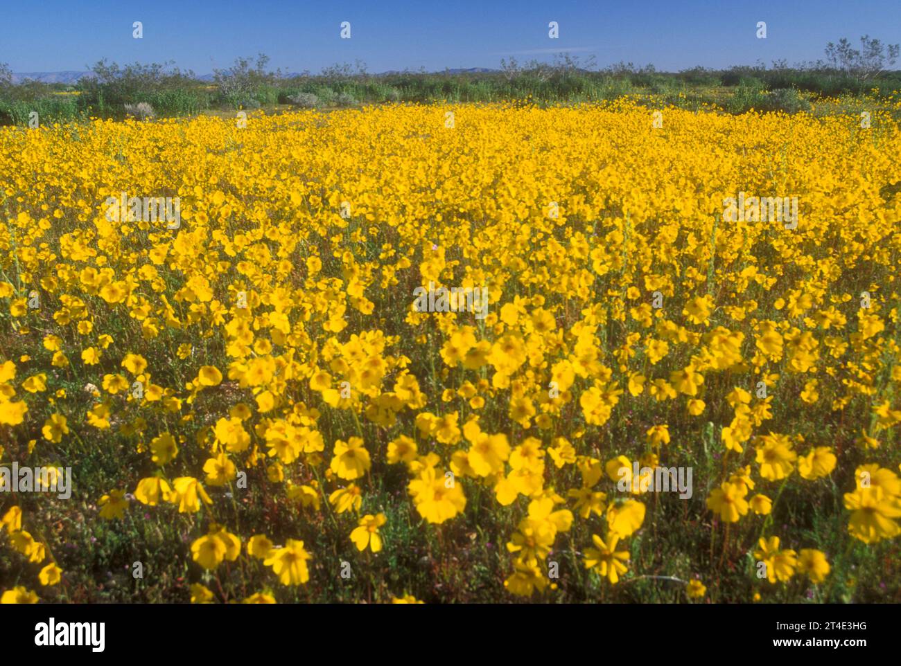 Sunflowers, Desert Tortoise Natural Area, California Stock Photo Alamy