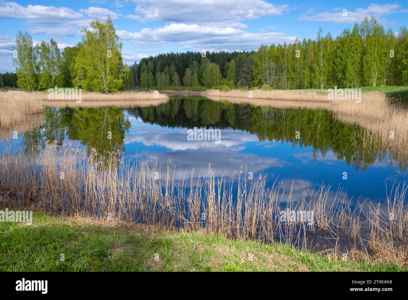 Spring day on a forest lake Stock Photo - Alamy