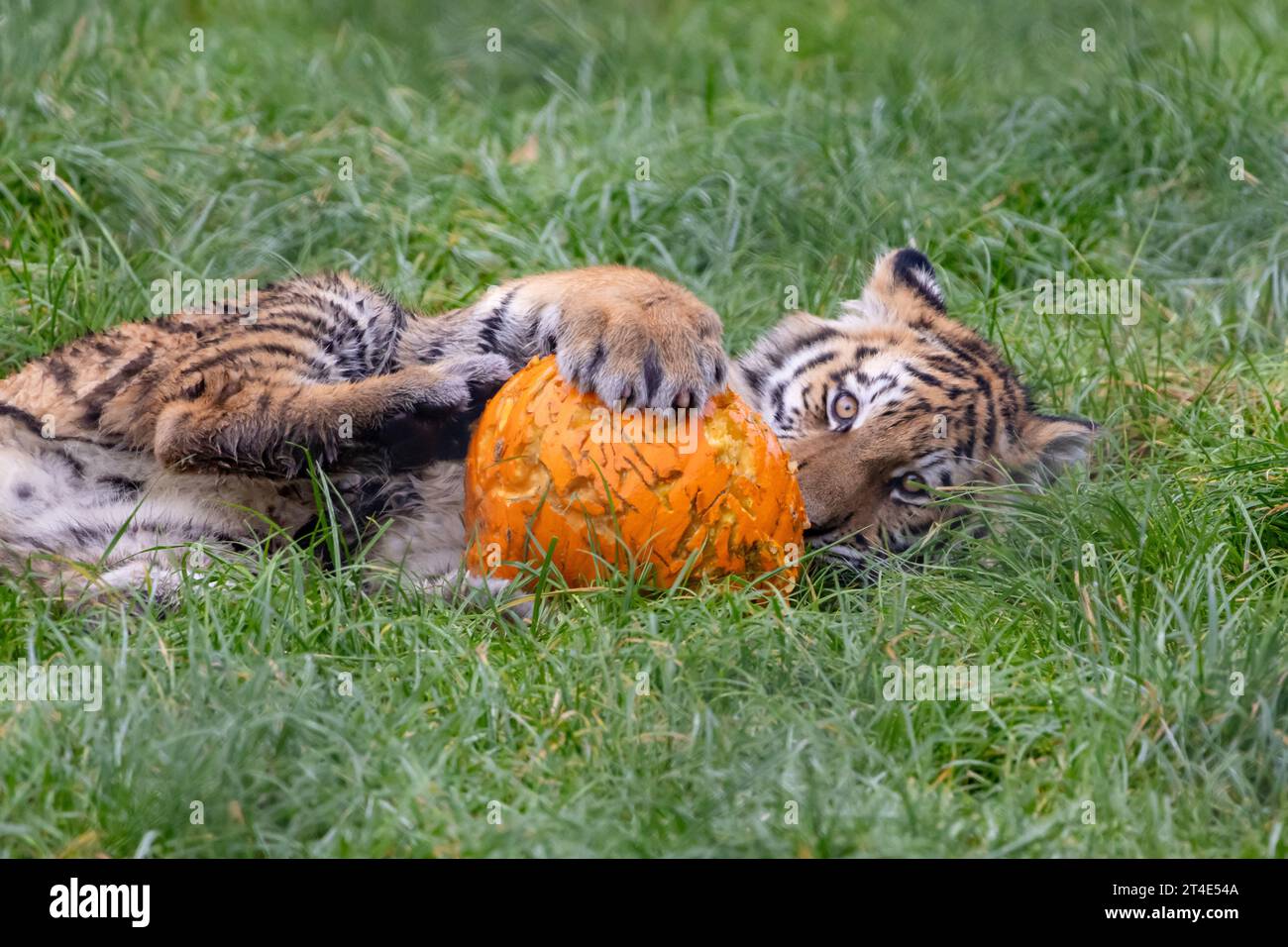 Kash grapples with his pumpkin BANHAM ZOO, NORFOLK, ENGLAND ADORABLE IMAGES of a five month old tiger cub playing with pumpkins have been captured on Stock Photo