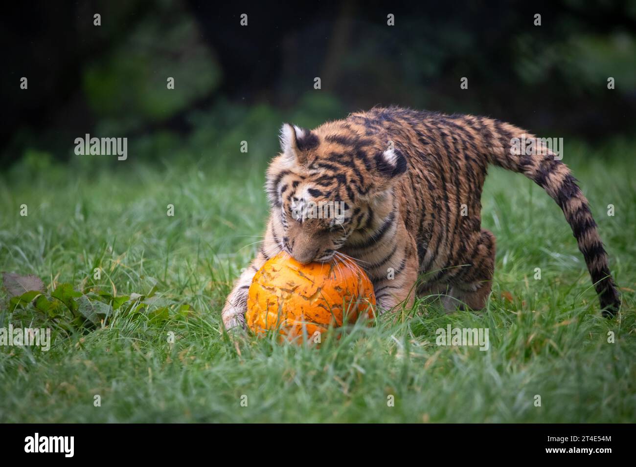 Kash tackles the giant toy BANHAM ZOO, NORFOLK, ENGLAND ADORABLE IMAGES of a five month old tiger cub playing with pumpkins have been captured on Octo Stock Photo