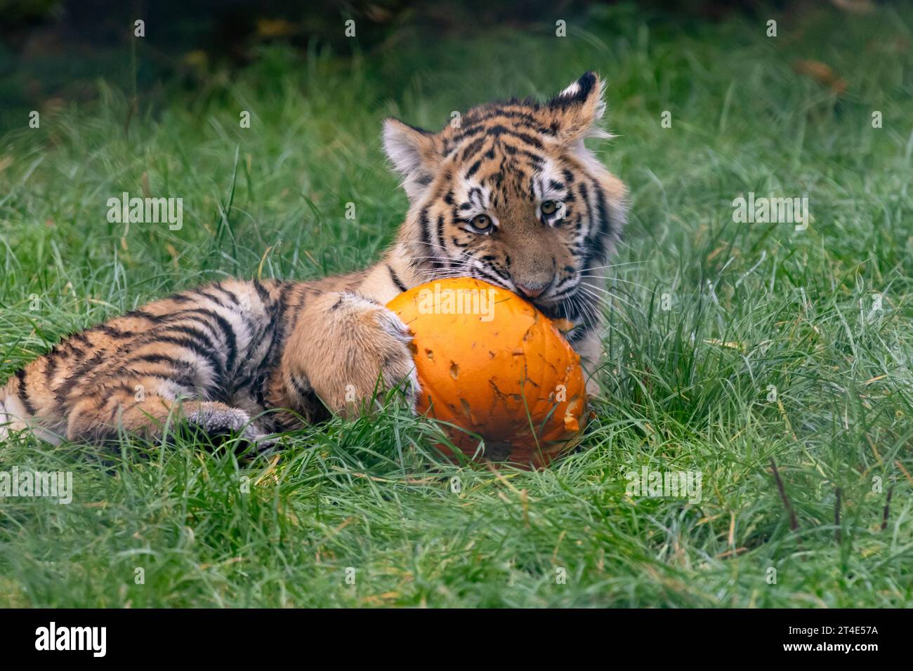 The tiger cub snacking on the pumpkin BANHAM ZOO, NORFOLK, ENGLAND ADORABLE IMAGES of a five month old tiger cub playing with pumpkins have been captu Stock Photo