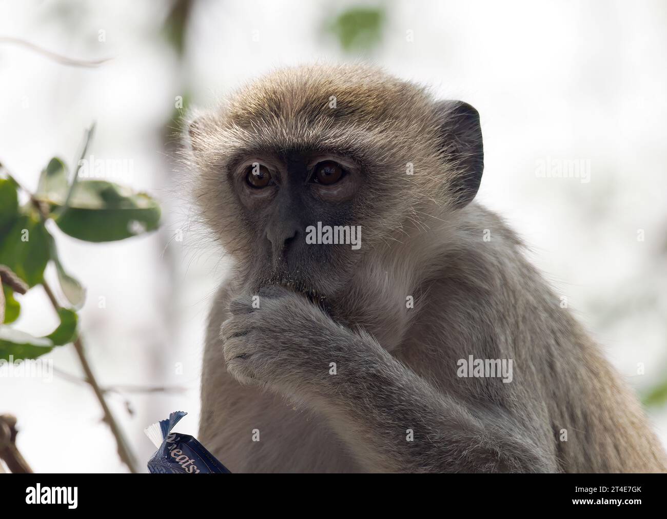 Malbrouck, MalbrouckGrünmeerkatze, Chlorocebus cynosuros, Malbrouck
