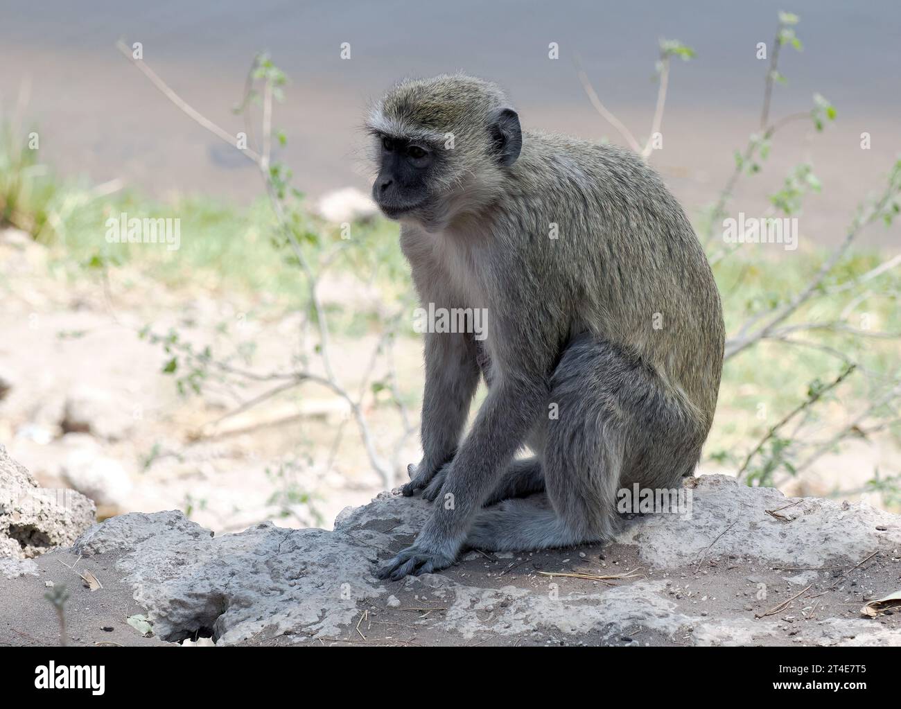 Malbrouck, MalbrouckGrünmeerkatze, Chlorocebus cynosuros, Malbrouck