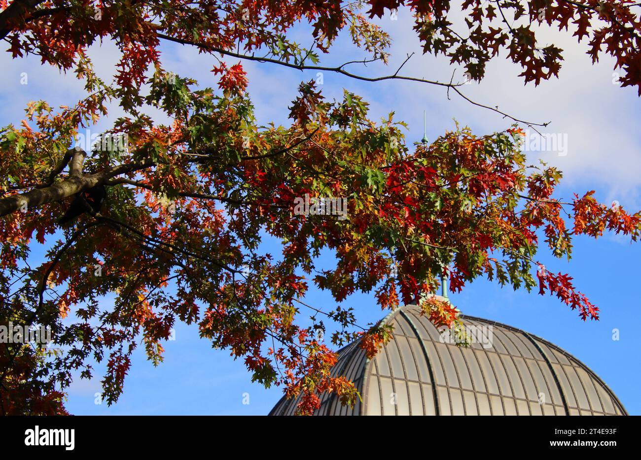 Feature Herbst: Goldener Oktober, buntes Laub. Im Hintergrund ist die Kuppel der Fischauktionshalle in Hamburg zu sehen. *** Feature Autumn Golden October, colorful foliage The dome of the fish auction hall in Hamburg can be seen in the background Credit: Imago/Alamy Live News Stock Photo