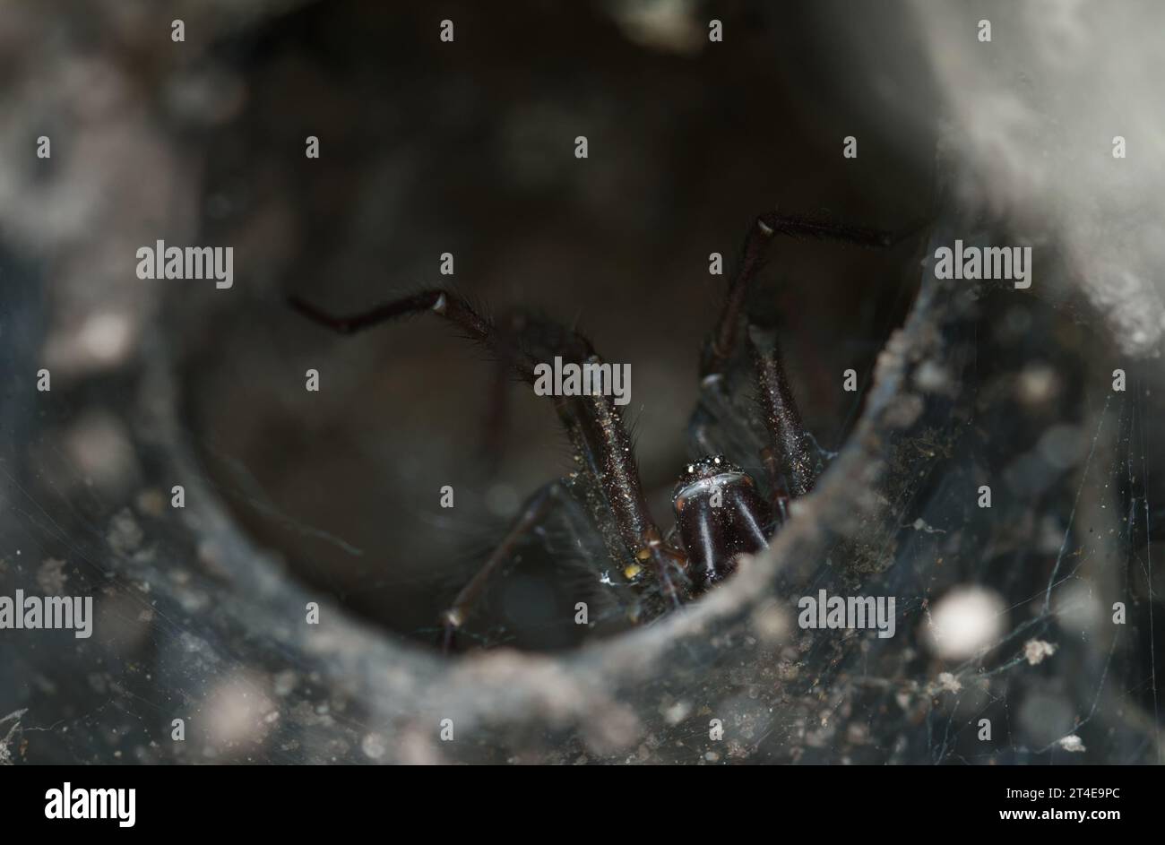 Tube Web Spider, Segestria florentina, On Its Web With Legs Extended Waiting For Prey, New Forest UK Stock Photo