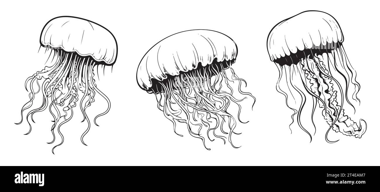 Ocean jellyfish. Design set. Art detailed editable illustration. Vector