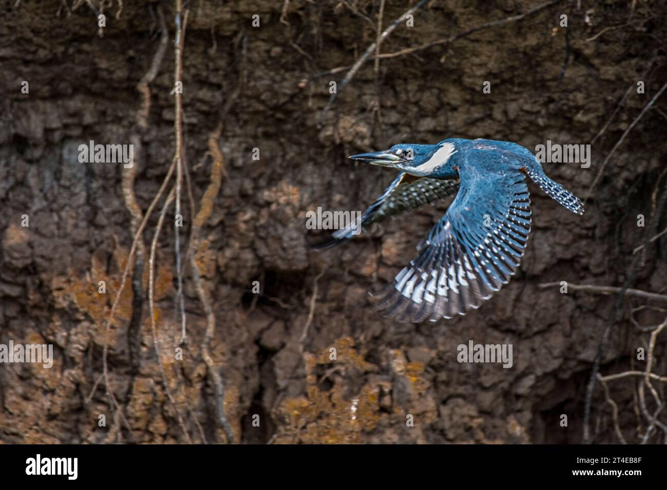 Ringed Kingfisher, Megacerlyle torquata, in flight with ring markings displayed, in the Pantanal, Mato grosso, Brazil Stock Photo