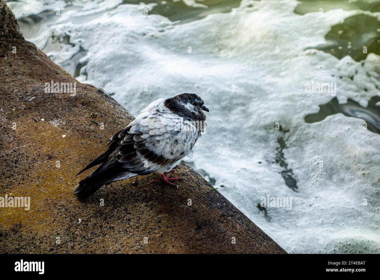 Common Pigeon, Columba livia domestica, hunched up with ruffled feathers in the wind on the edge of the foamy Hudson River, New York City, NY, USA Stock Photo
