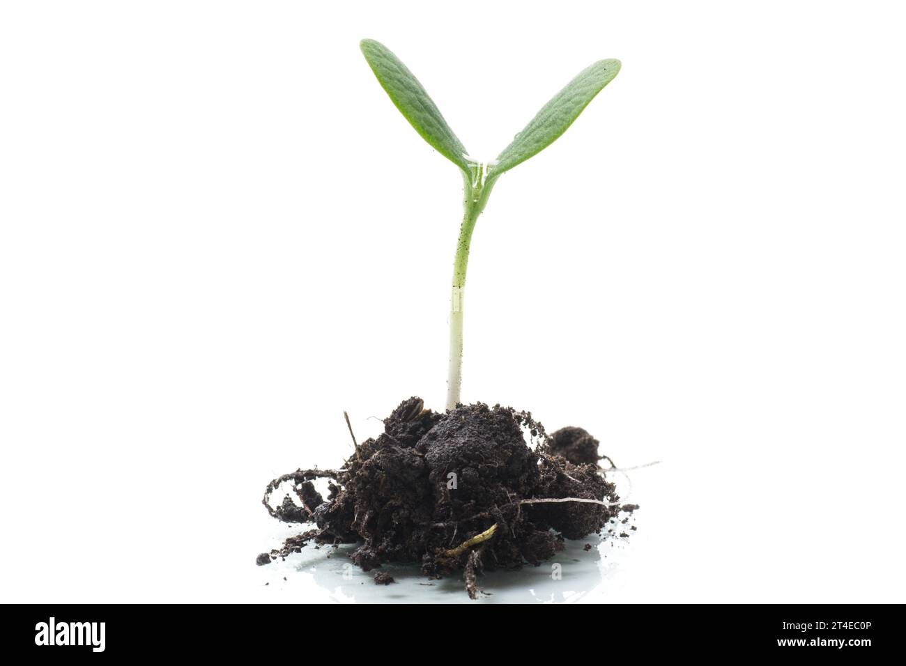 Green sprouts growing from soil isolated on white background Stock ...