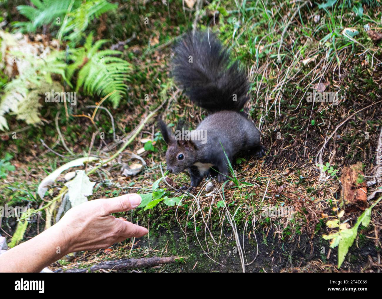 Hand-feeding squirrels at Bad Gastein, Austria Stock Photo - Alamy