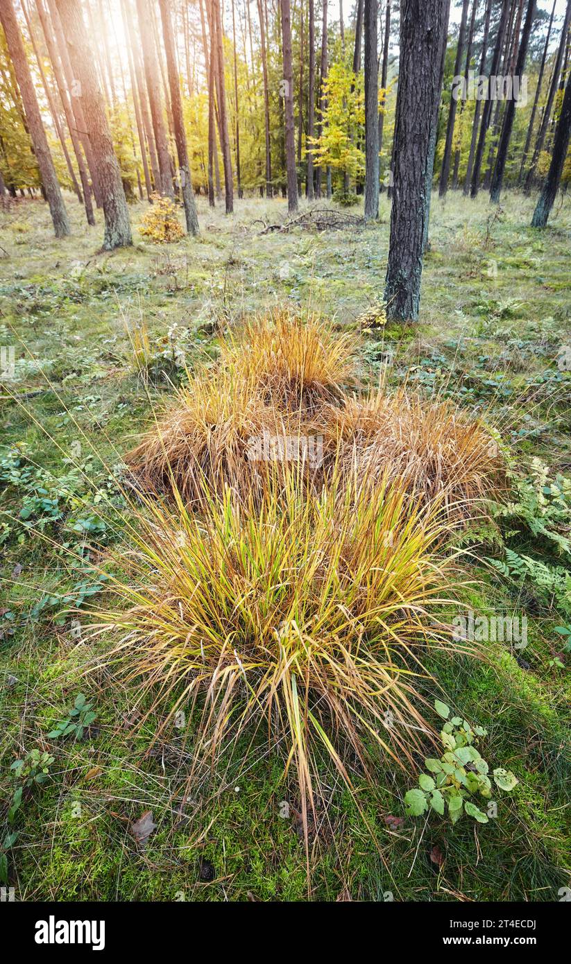 Forest tree woodland woods hi-res stock photography and images - Alamy