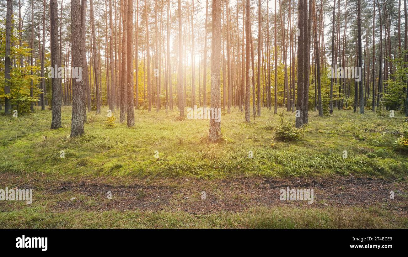 Photo of a forest in autumn Stock Photo - Alamy