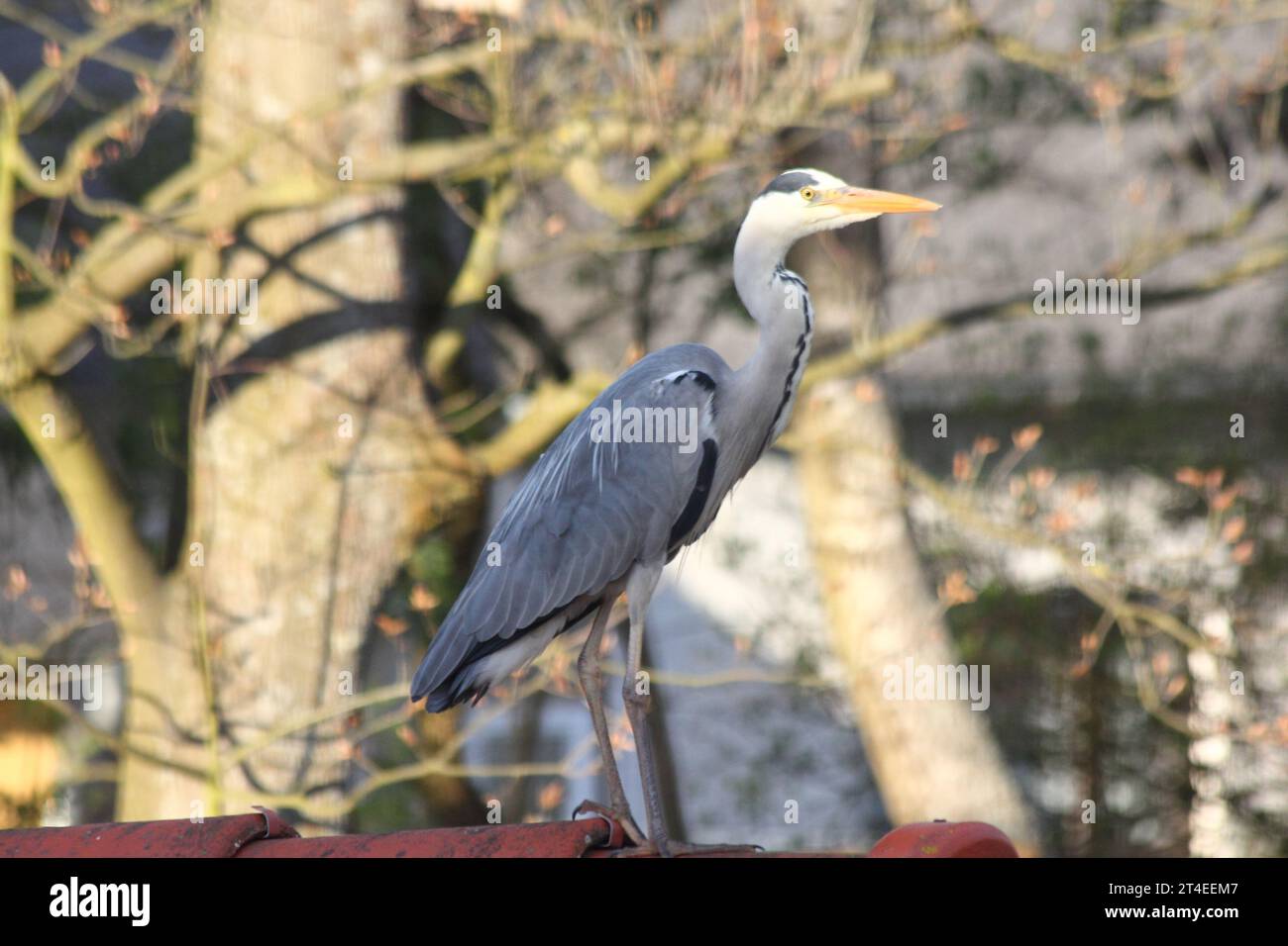 The Great Blue Heron (Ardea cinerea) is a bird species from the order of the Ciconiiformes Stock Photo