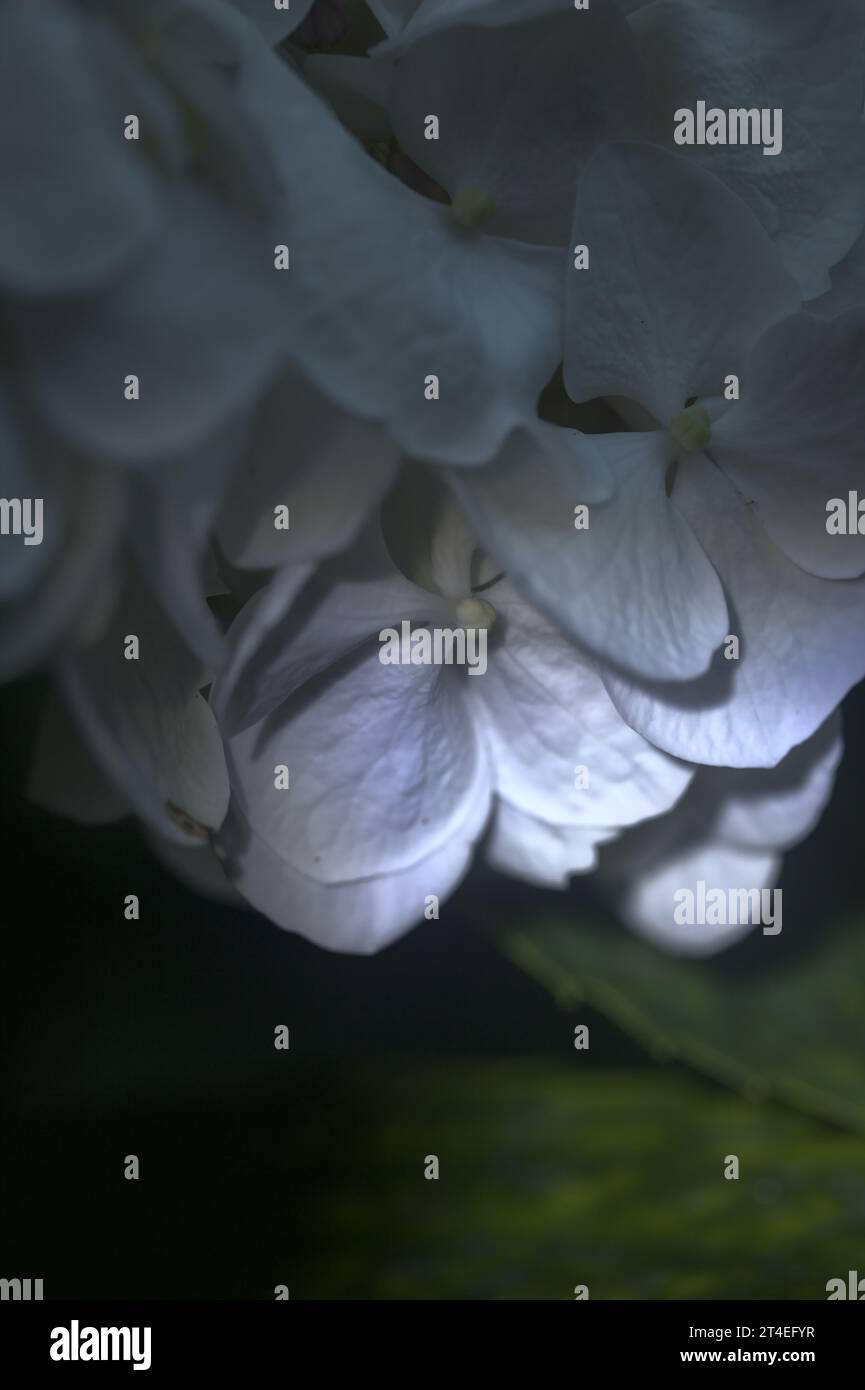 Hydrangea in bloom seen up close Stock Photo - Alamy