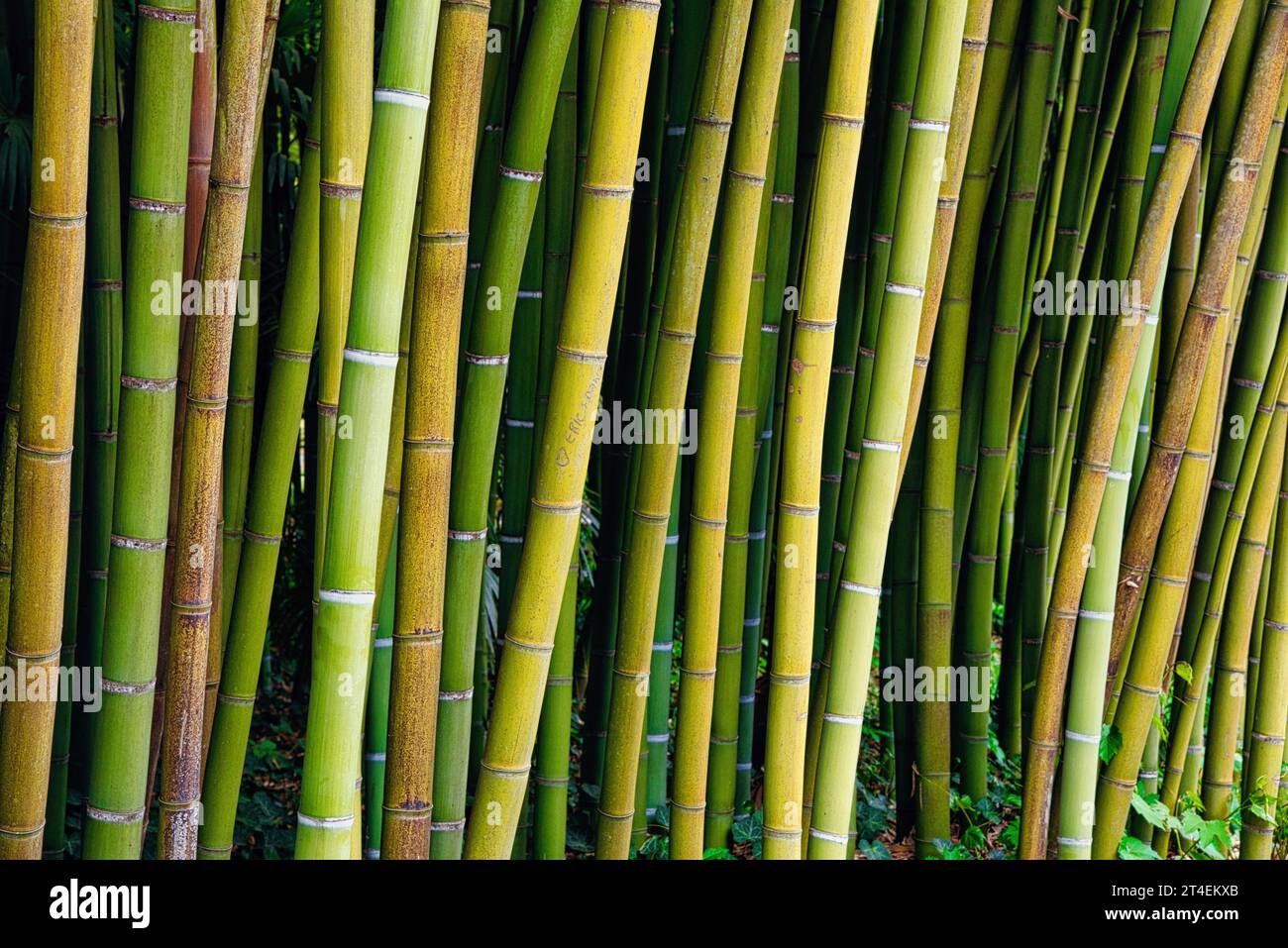 series sur des tiges de bambou - series on bamboo stalks Stock Photo