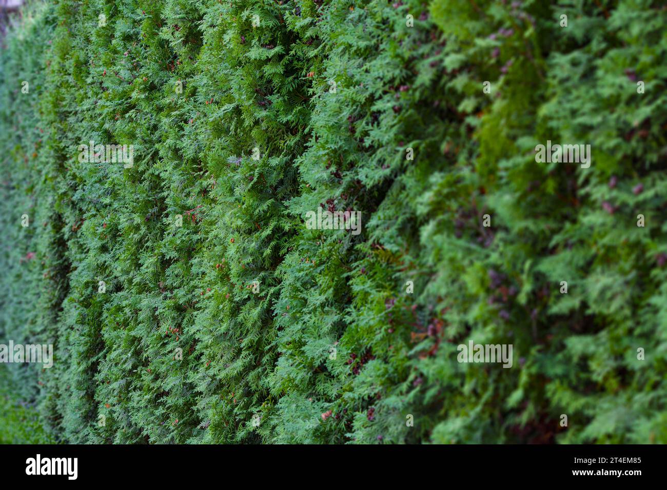 Thuja hedge texture. Gardening hedge background. Selective focus. Stock Photo