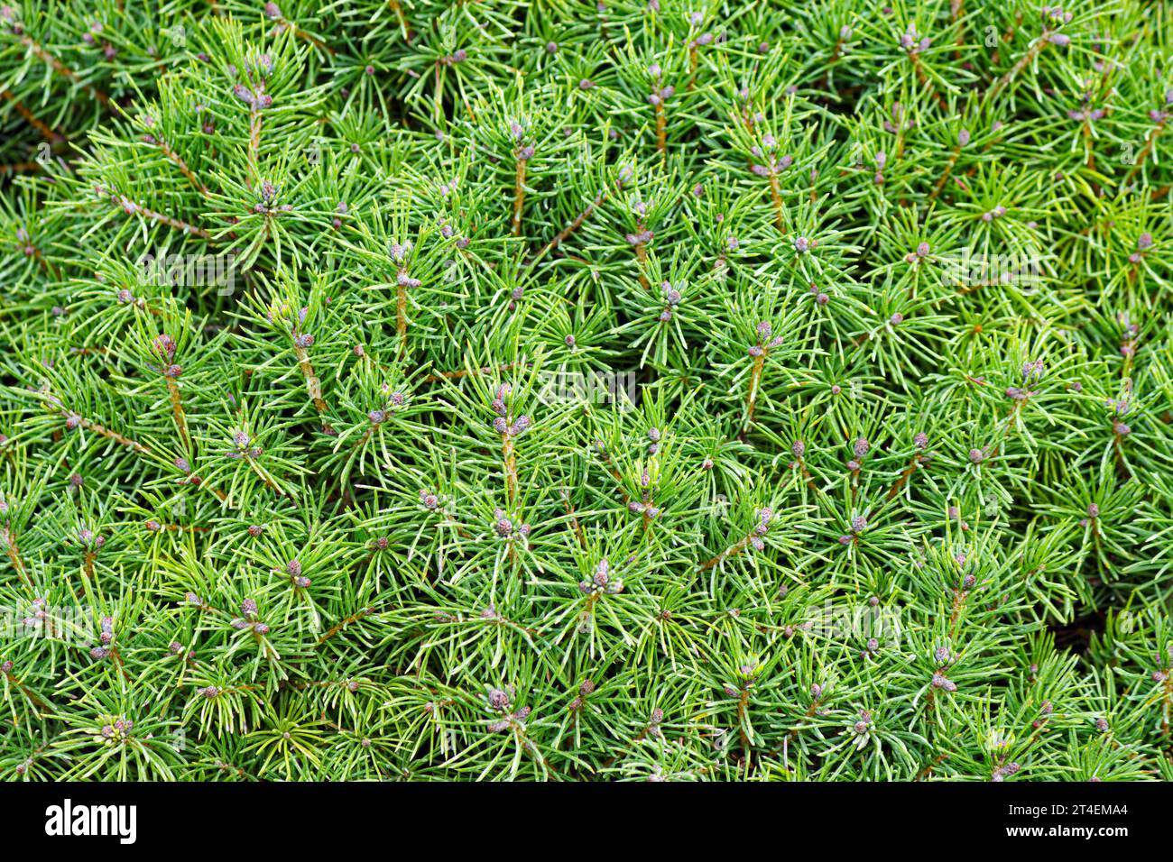 Natural coniferous background texture. White Spruce or Skunk Spruce. Stock Photo