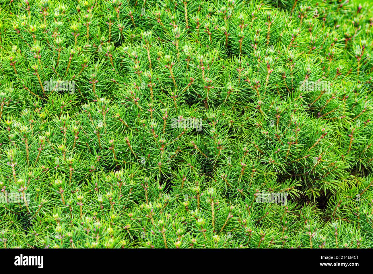 Natural coniferous background texture. White Spruce or Skunk Spruce. Stock Photo