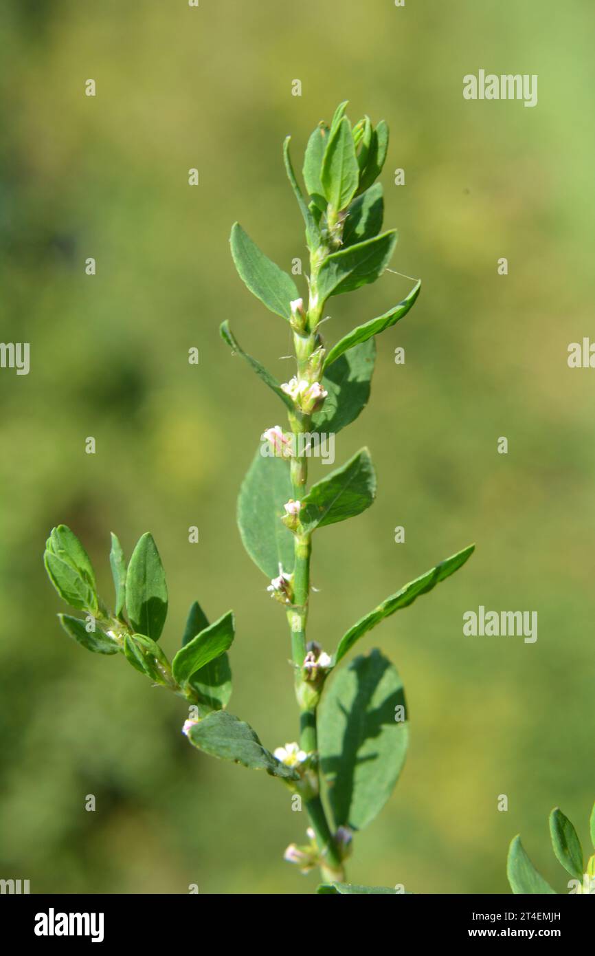 In spring, green grass Polygonum aviculare grows in the wild Stock Photo