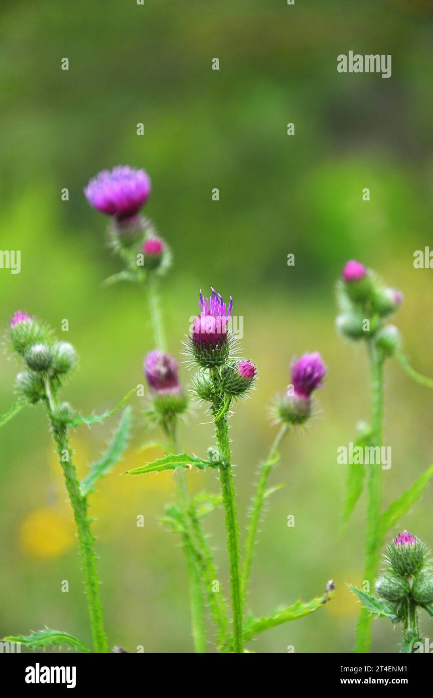 In the meadow of wild herbs blooms thistle (Carduus) . Stock Photo