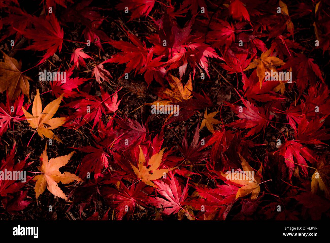 Red palm maple leaves background. Autumnal arboretum. Japanese style garden Stock Photo