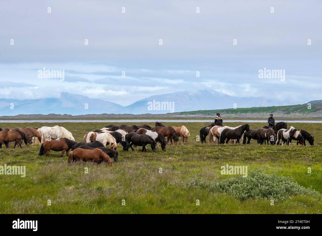 A Horse round-up, Iceland Stock Photo - Alamy