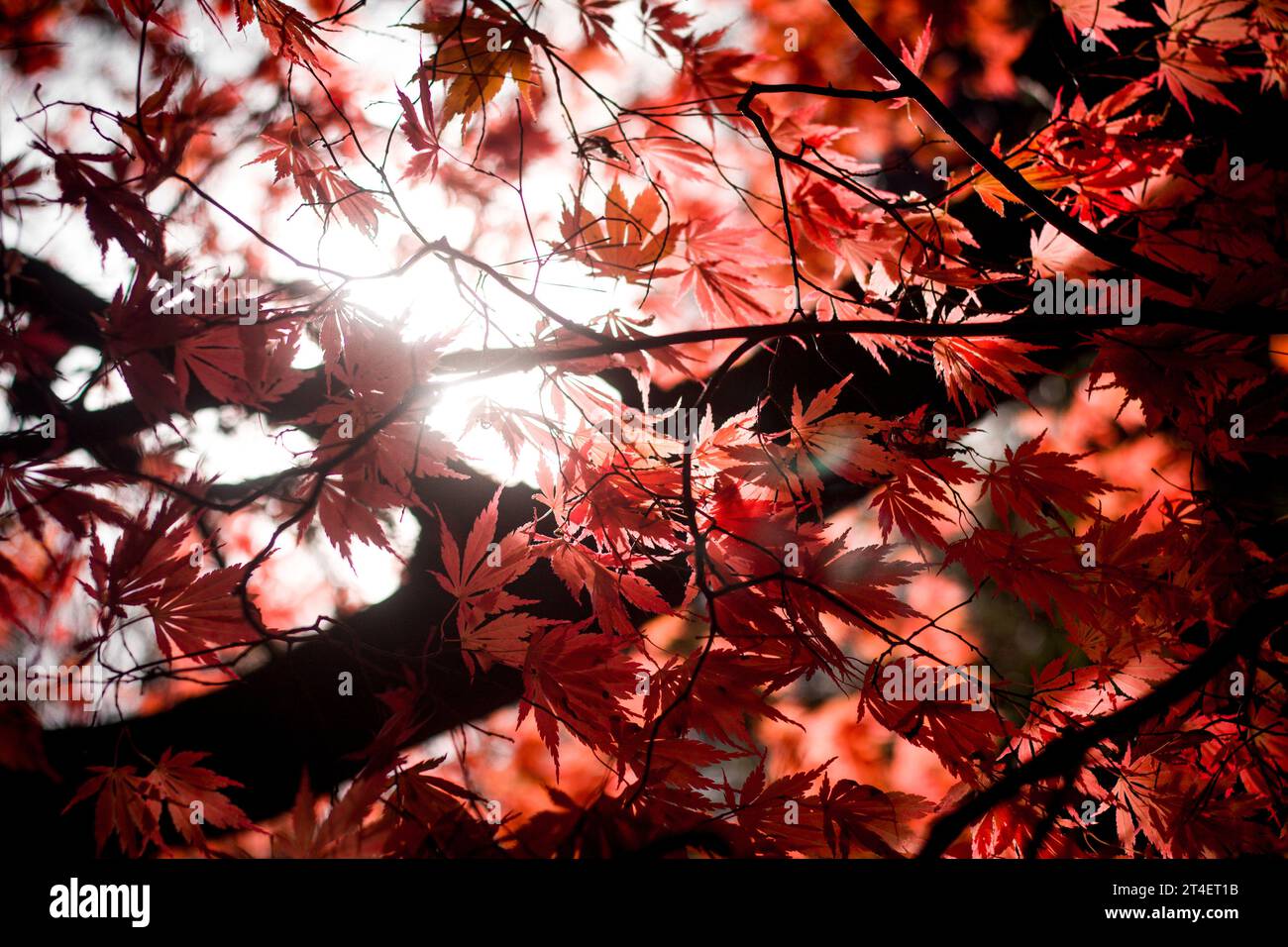 Vibrant red color tree, maple leaves, foliage park, autumnal view. Stock Photo