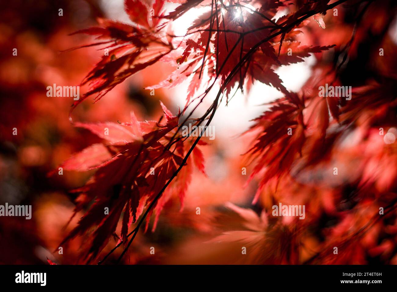 Vibrant red color tree, maple leaves, foliage park, autumnal view. Stock Photo