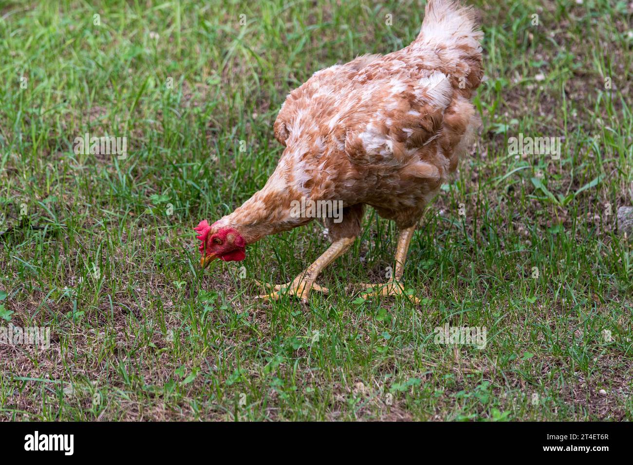 Hen in the meadow grazing on the grass with copy space. Free Range Hen. Chicken on the farm. Stock Photo