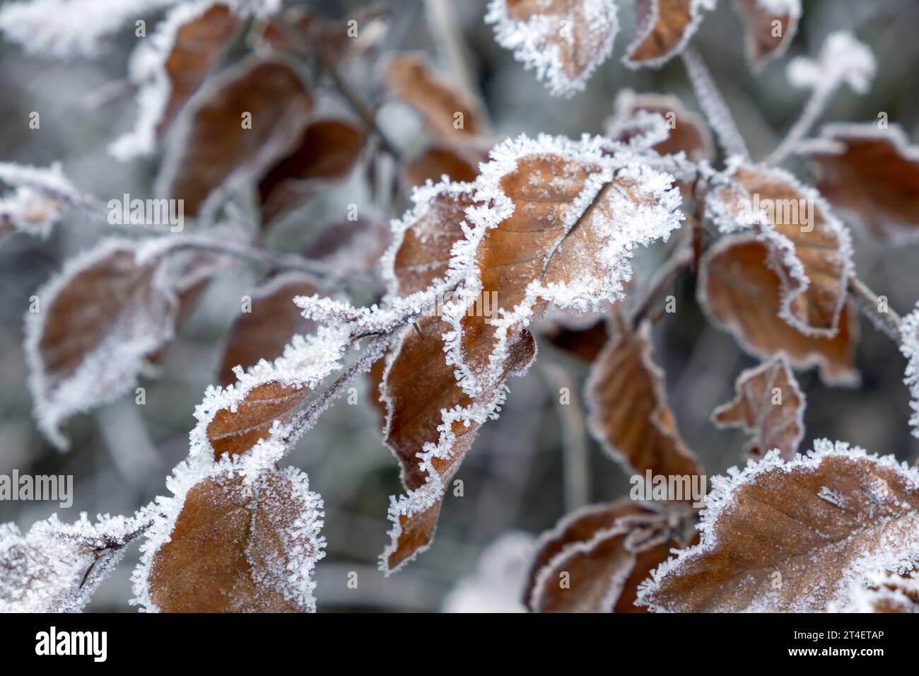 hoarfrost on beech leaves, winter time, fagus sylvatica Stock Photo