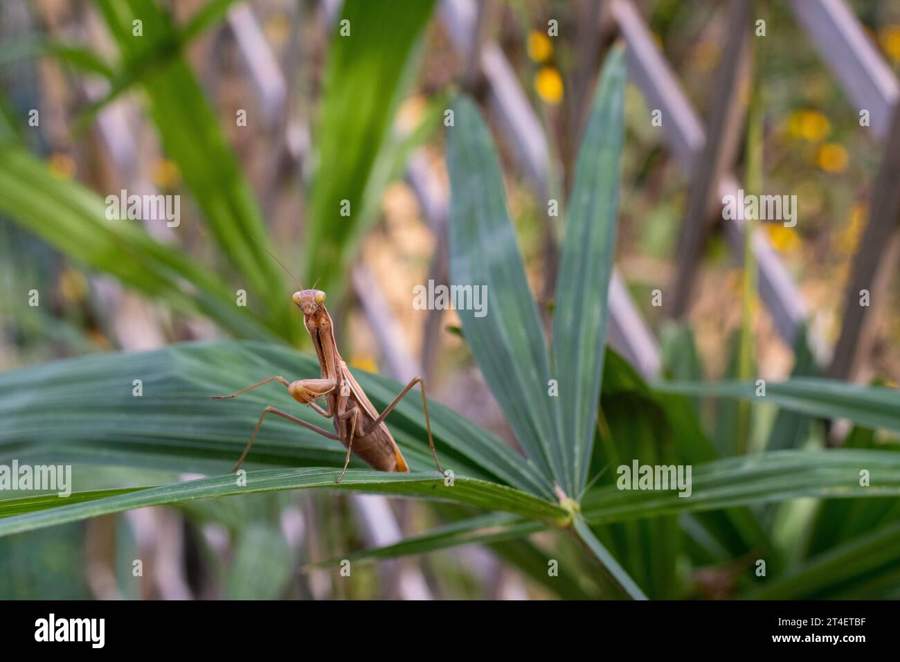 Mantis Warning Display Praying mantis on the leaves of a palm tree. In defensive posture ...