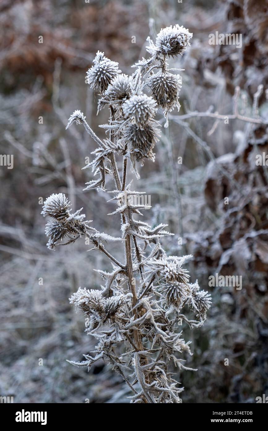 hoarfrost on the thistle, winter time, frosty morning, Carduus Stock Photo