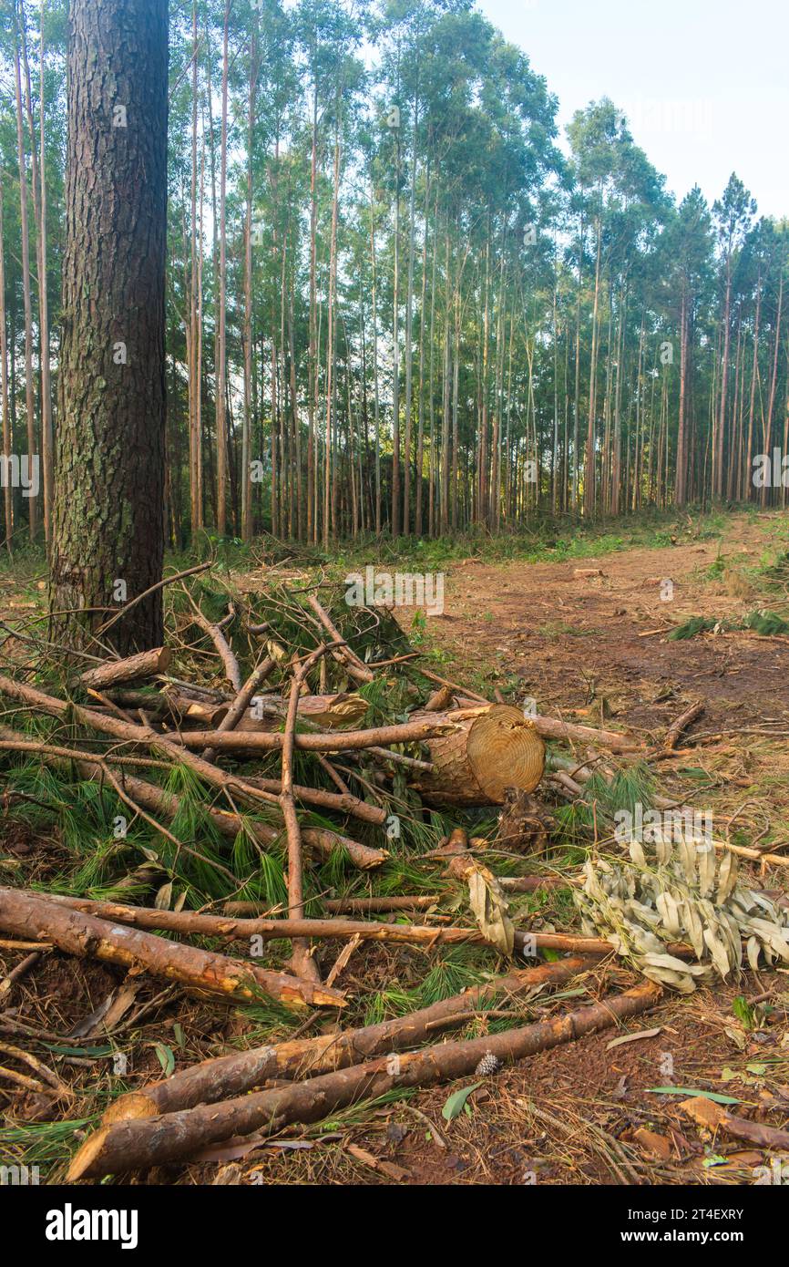 Pine tree harvest woody debris timber harvesting in Sao Francisco de