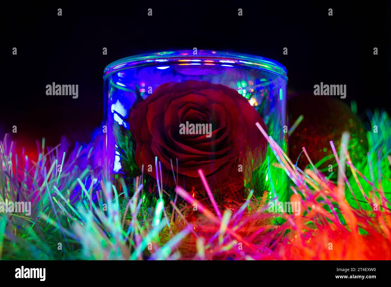 A rose in a jar stands in New Year's tinsel and is illuminated by colorful lights of garlands Stock Photo