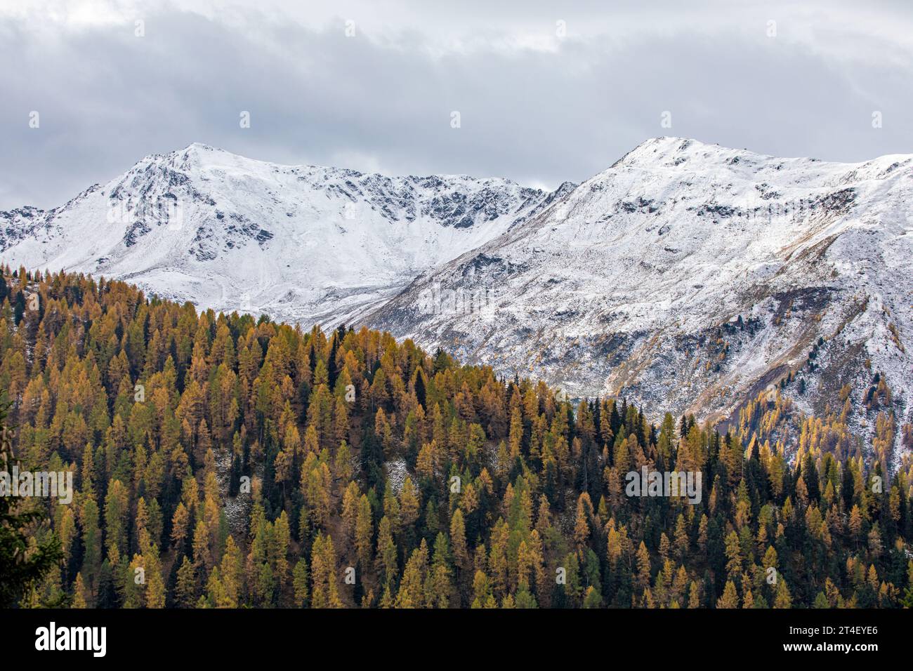 Scenic autumn view with snow covered mountains and golden larch trees, near Davos, Switzerland Stock Photo