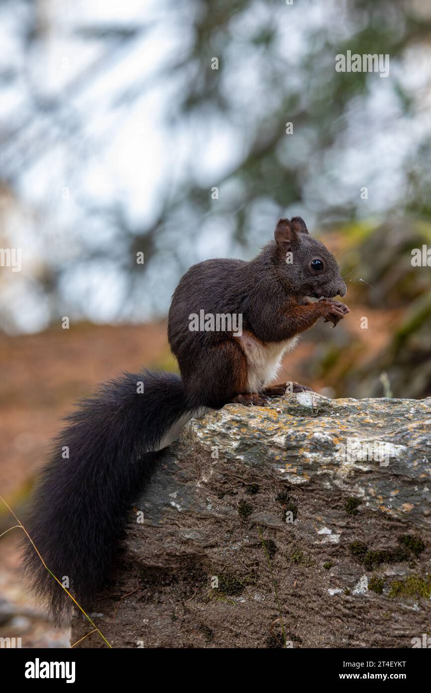 Red squirrel eating nuts on forest ground Stock Photo