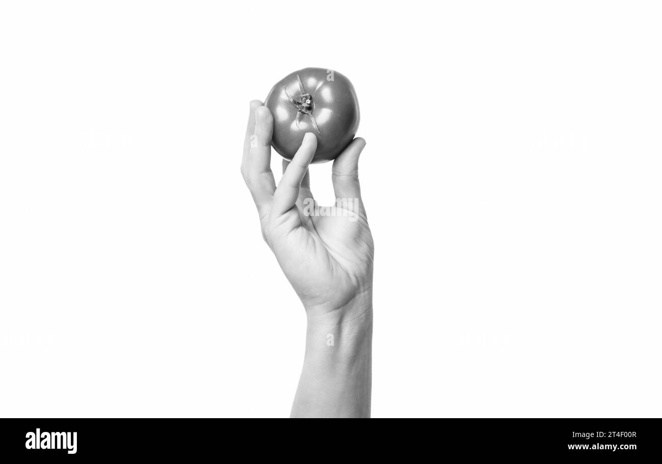 tomato vegetable in hand isolated on white background Stock Photo - Alamy