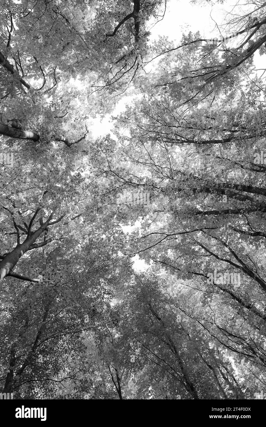 Closeup maple tree trunk Black and White Stock Photos & Images - Alamy