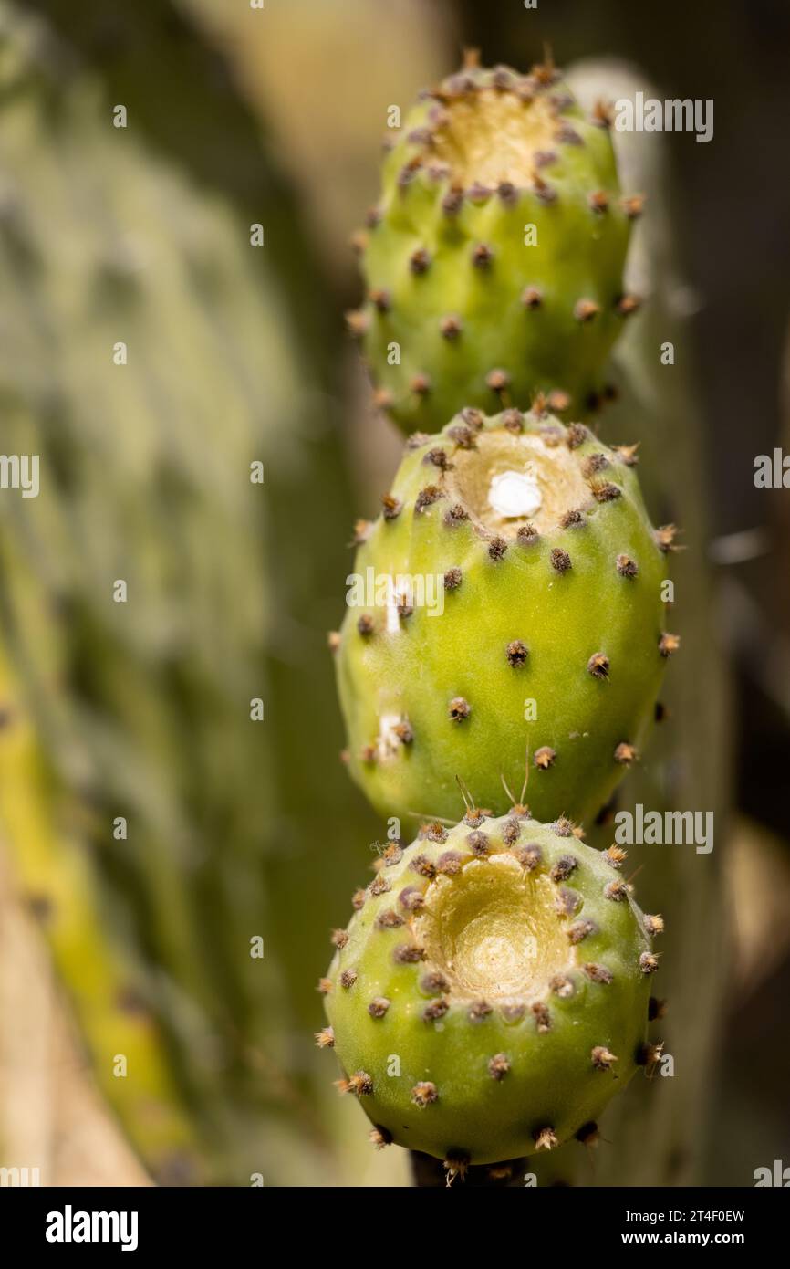 prickly pear fruits on green leaves Stock Photo