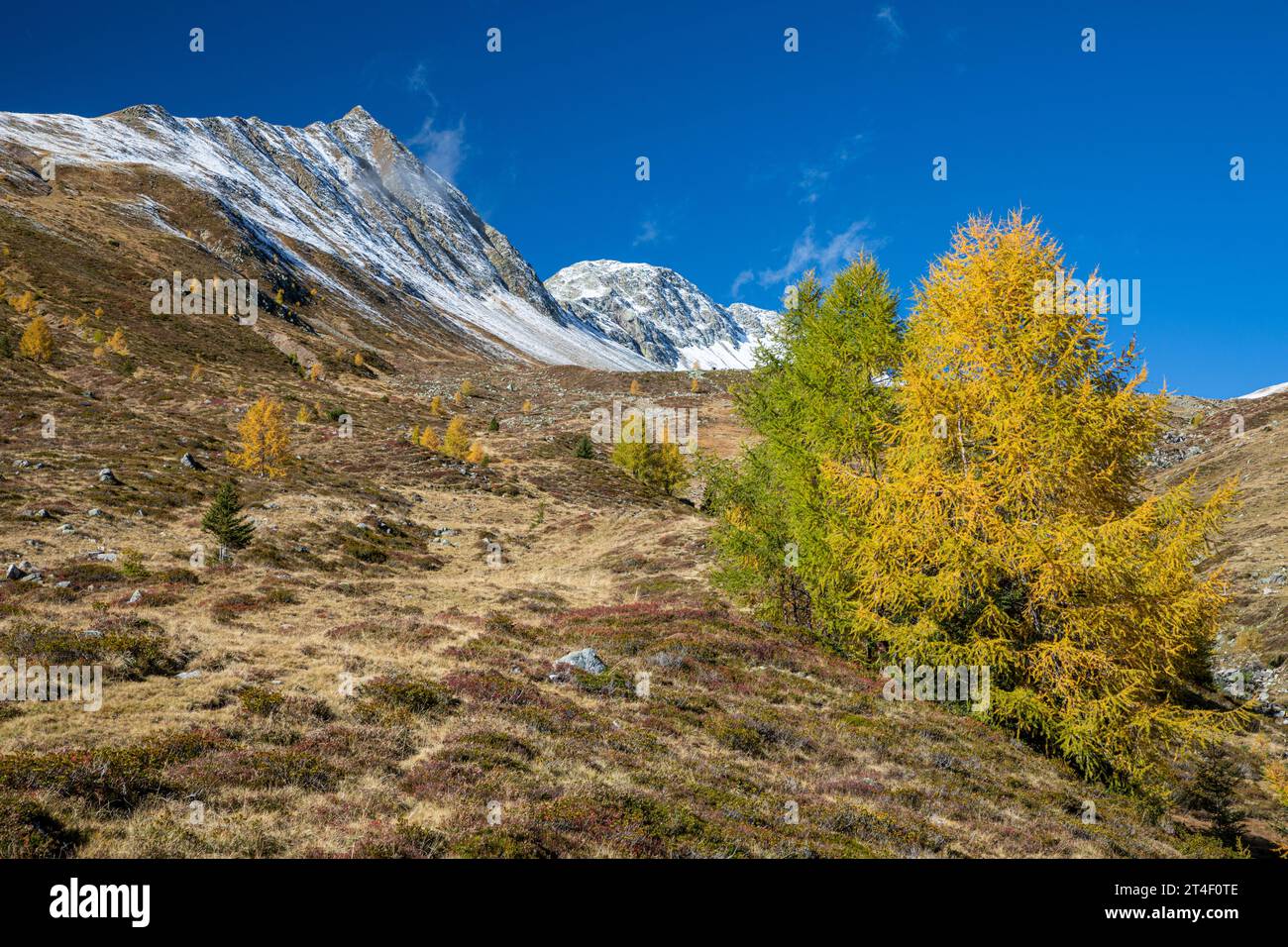 Scenic autumn view with snow covered mountains and golden larch trees, near Davos, Switzerland Stock Photo