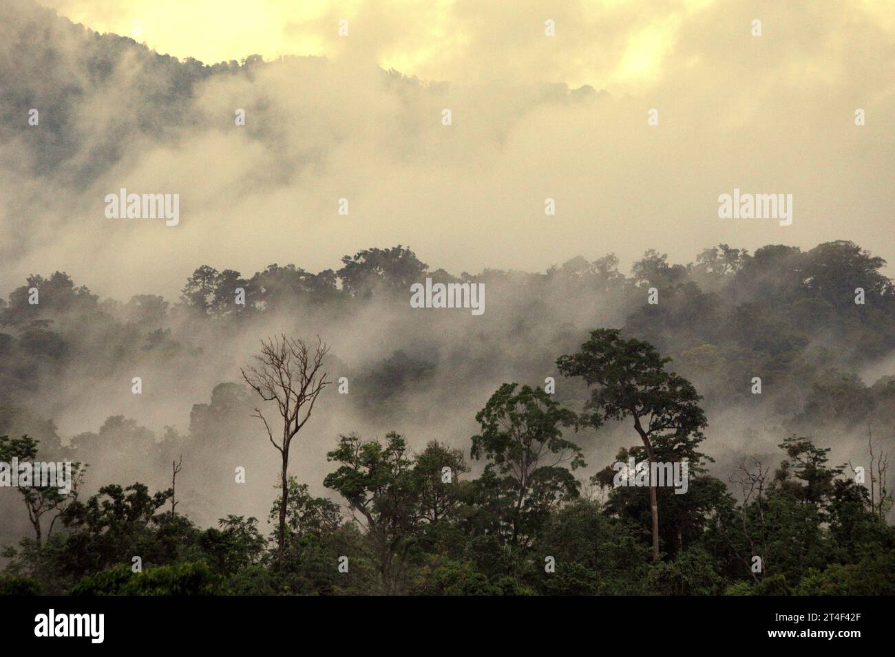 Landscape of rainforest at the foot of Mount Tangkoko and Duasudara (Dua Saudara) in North Sulawesi, Indonesia. According to a new report by Wildlife Conservation Society, high-integrity tropical forests are estimated to remove and store around 3.6 billion tons of CO2 per year (net) from the atmosphere. However, the forest—and wildlife species that support it—are threatened. 'Between 2012 and 2020, temperatures increased by up to 0.2 degree Celsius per year in the forest, and the overall fruit abundance decreased by 1 percent per year,” wrote a team of scientists led by Marine Joly. Stock Photo